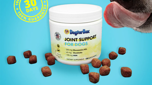 How to Keep Your Dog in Good Health with Health and Joint Supplements?